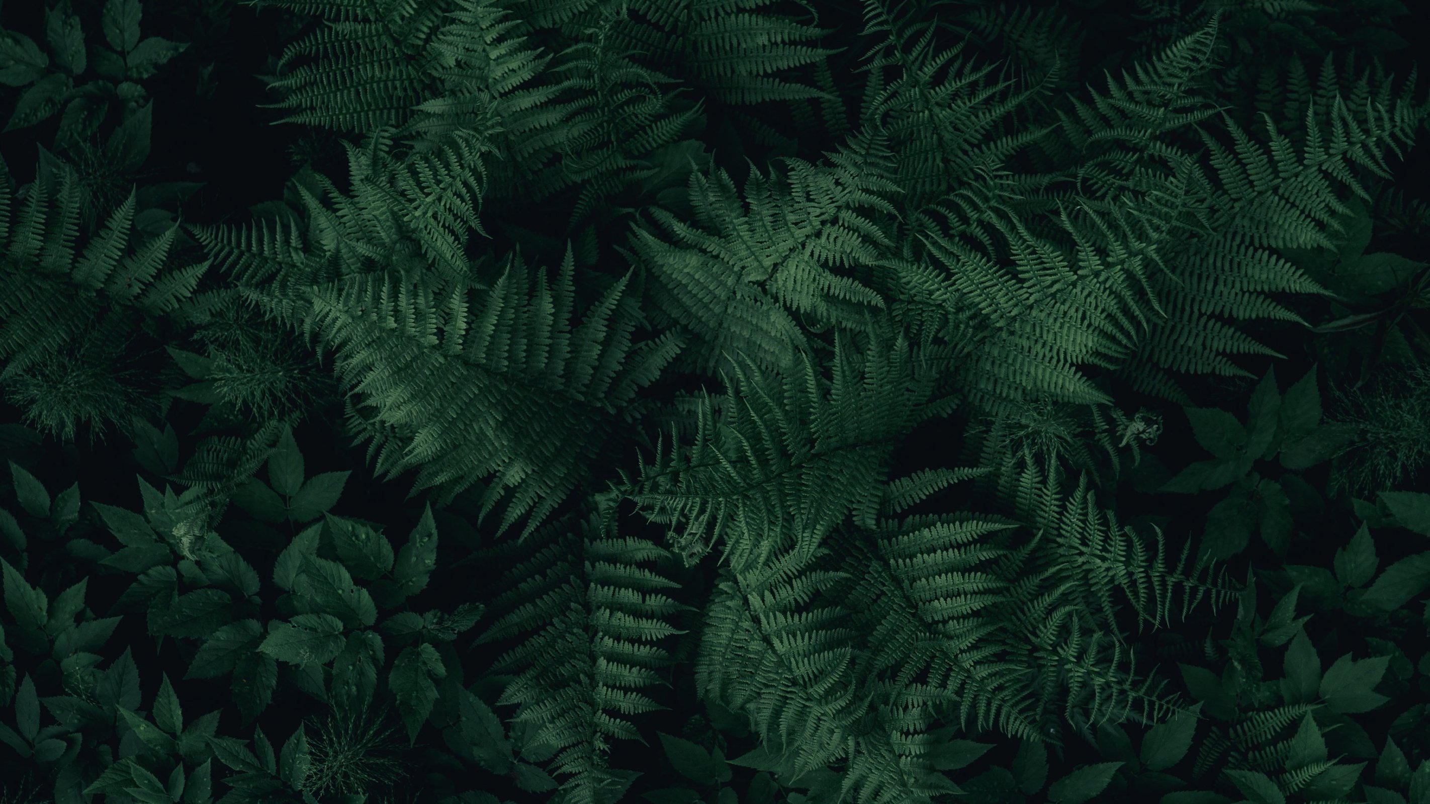 artur-kulagin-ly0IyQtUOCY-unsplash-bearbeitet