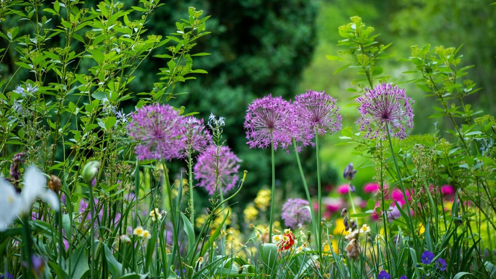 naturgarten_blumen_c_unsplash_erda_estremera