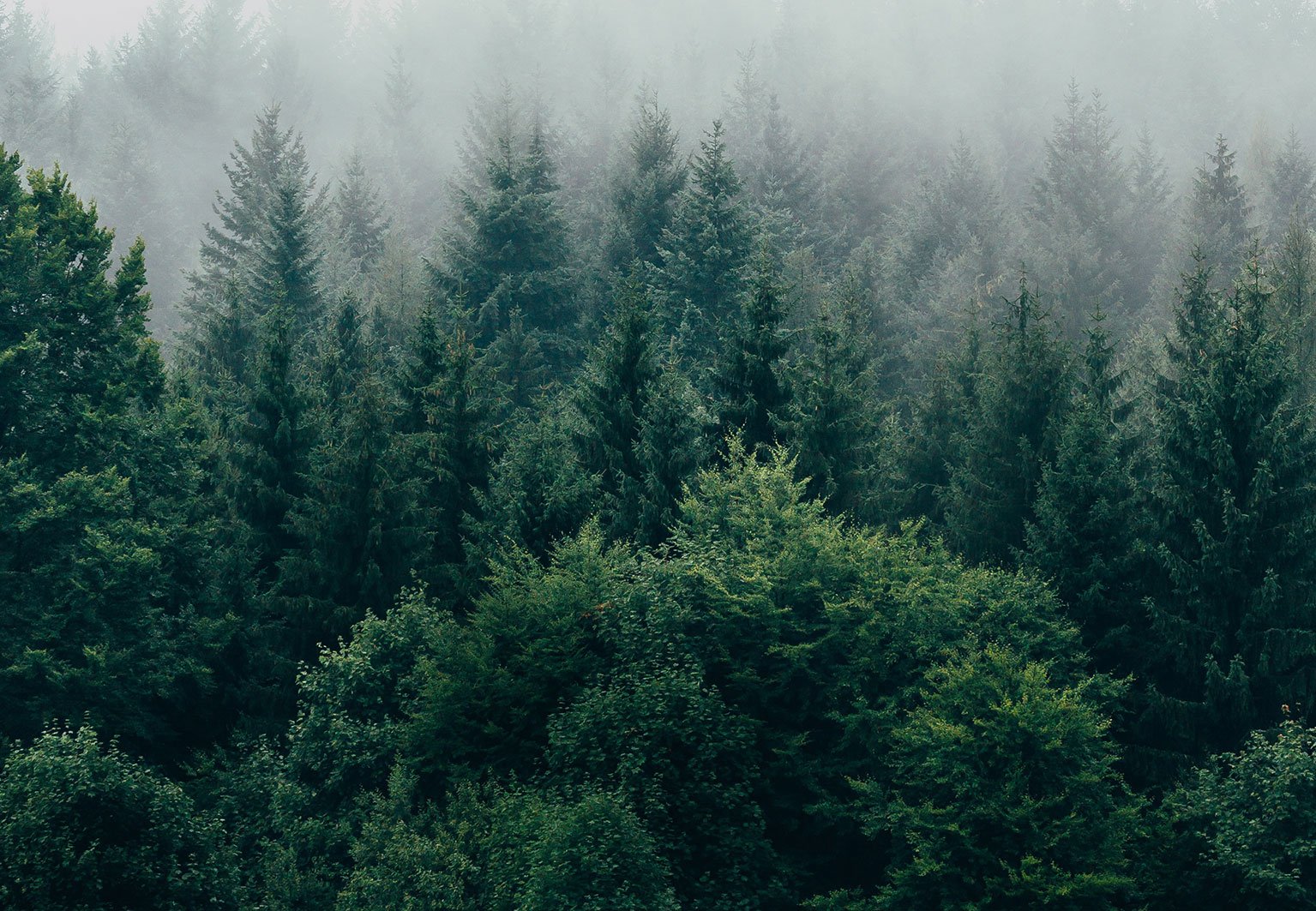 nadelwald-nebel-platzhalter