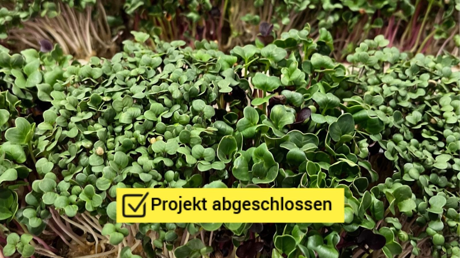 SKIF_Projektbild_Kleinblatt_abgeschlossen