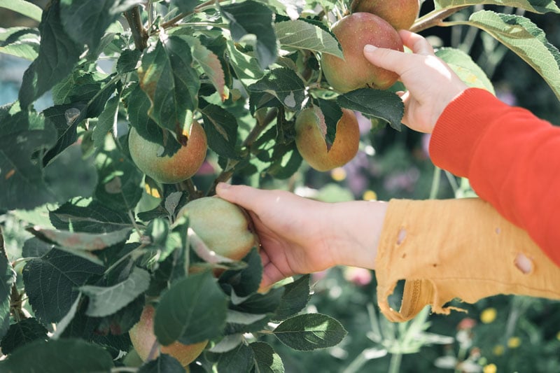 Hände pflücken Äpfel von Baum